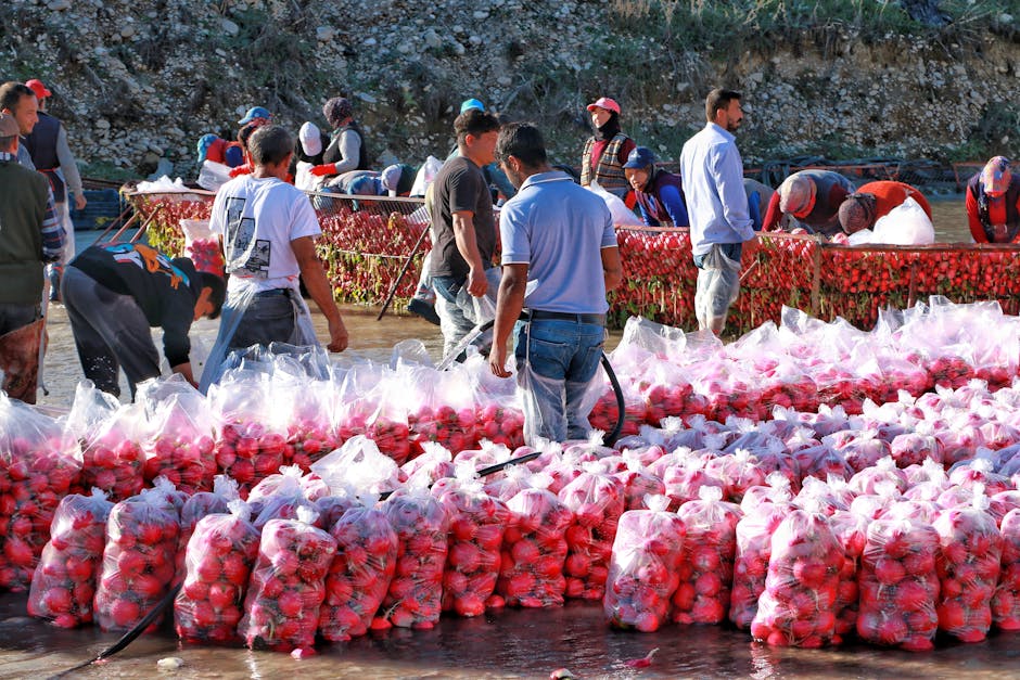 Participanti la o sesiune de orientare pentru producatori